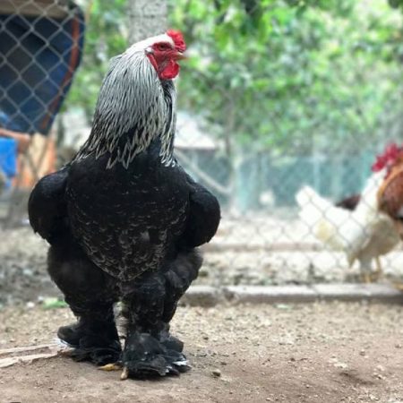 Gà brahma – giống gà siêu to khổng lồ nhất thế giới